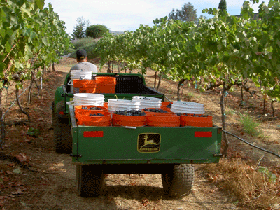 Grapes are taken right to the winery...