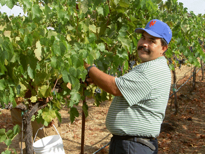 At harvest our grapes are hand-picked...